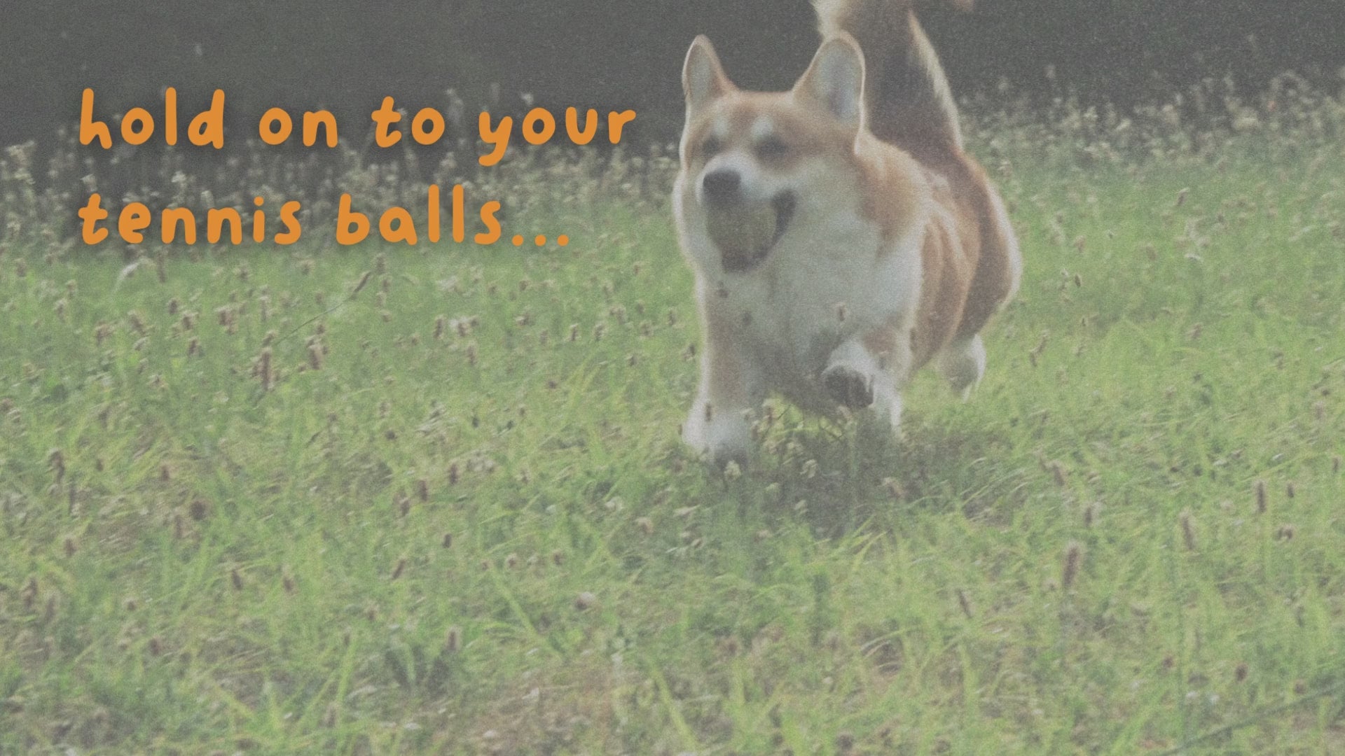 Load video: video of a corgi running towards camera with a tennis ball and the text &quot;hold on to your tennis balls...we&#39;re fetching something new&quot; overlayed